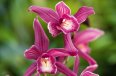 Orchidey-1-X.jpg