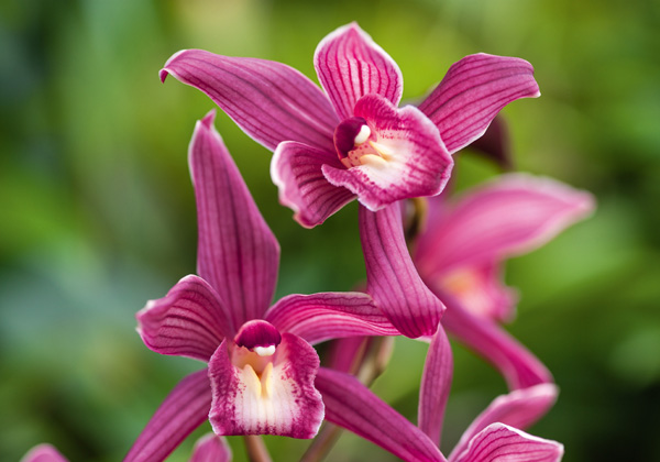 Orchidey-1-X.jpg